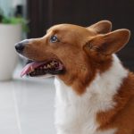 中村聞吾
